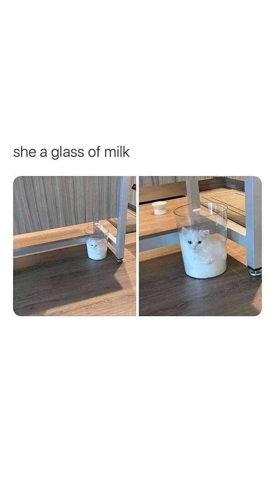 Cats are liquid