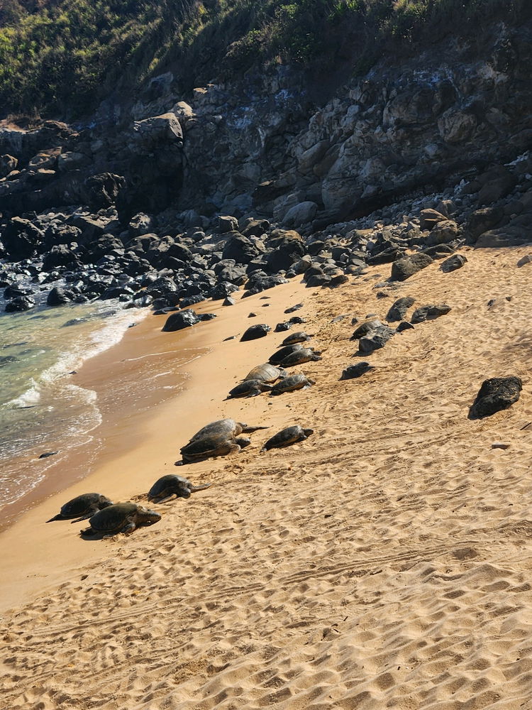 Trip to Hawaii!