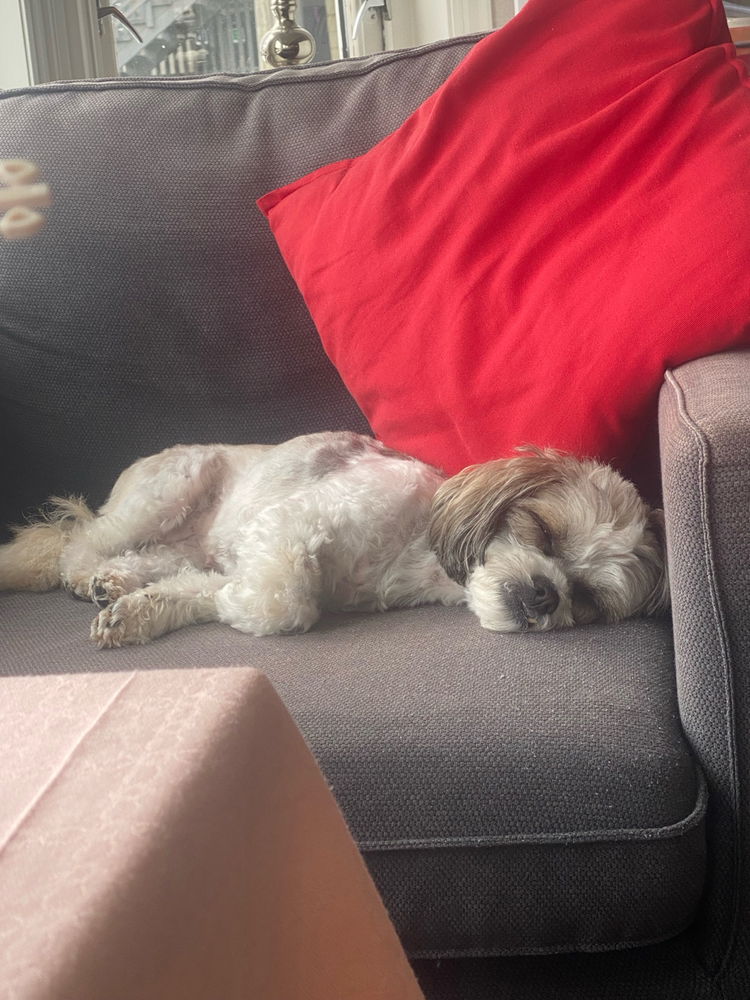 My dog, Daisy