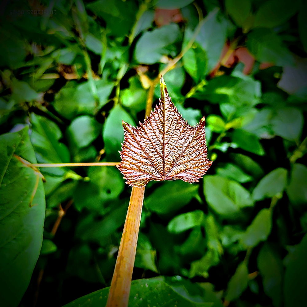 🍁