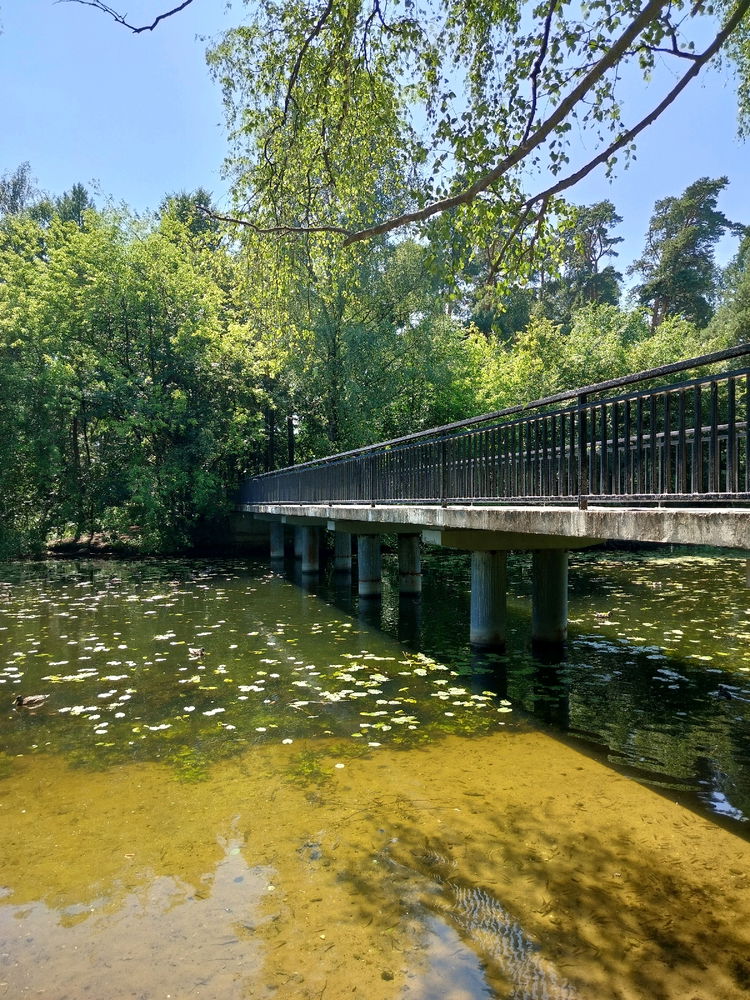 Пляж в Серебряном бору. Кувшинки, кувшинки, кувшинки..