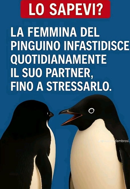 Sono un pinguino,forse?