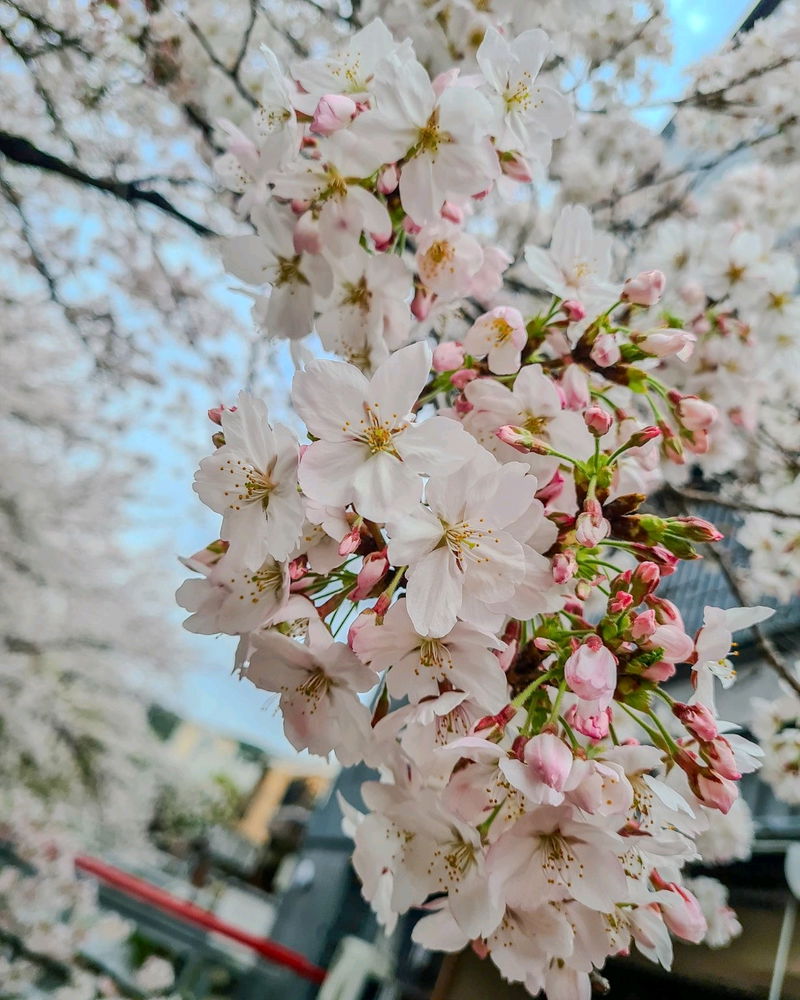 Sakura