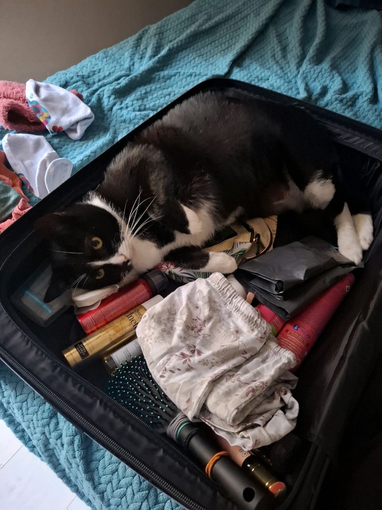 Il est prêt pour le voyage demain 😂