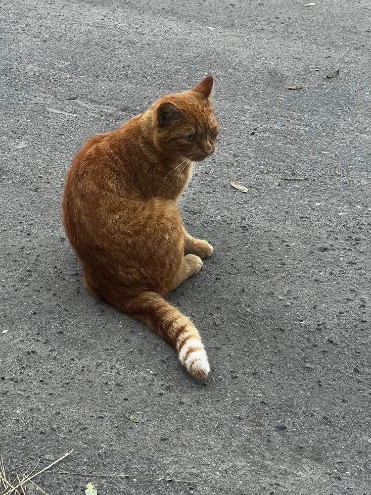 📷🐈