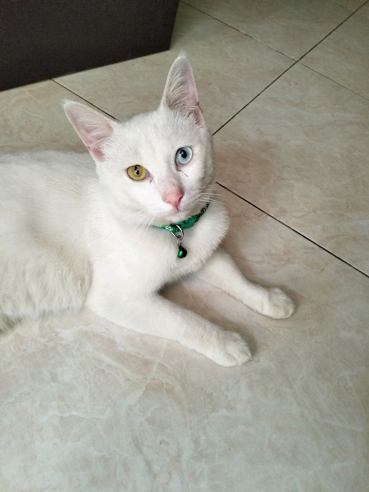different eyes