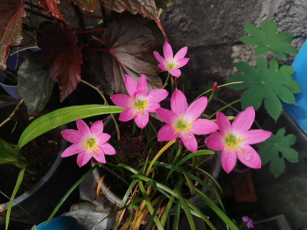 Rain Lilies enjoying rain🌧️
