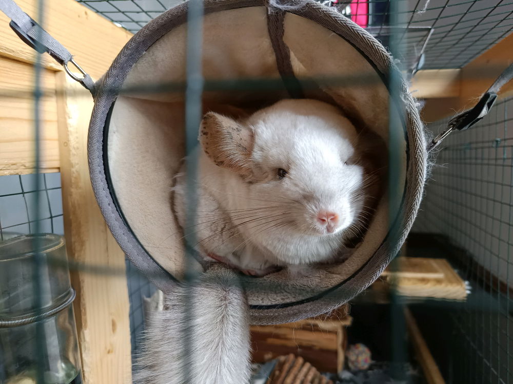 My Chinchillas