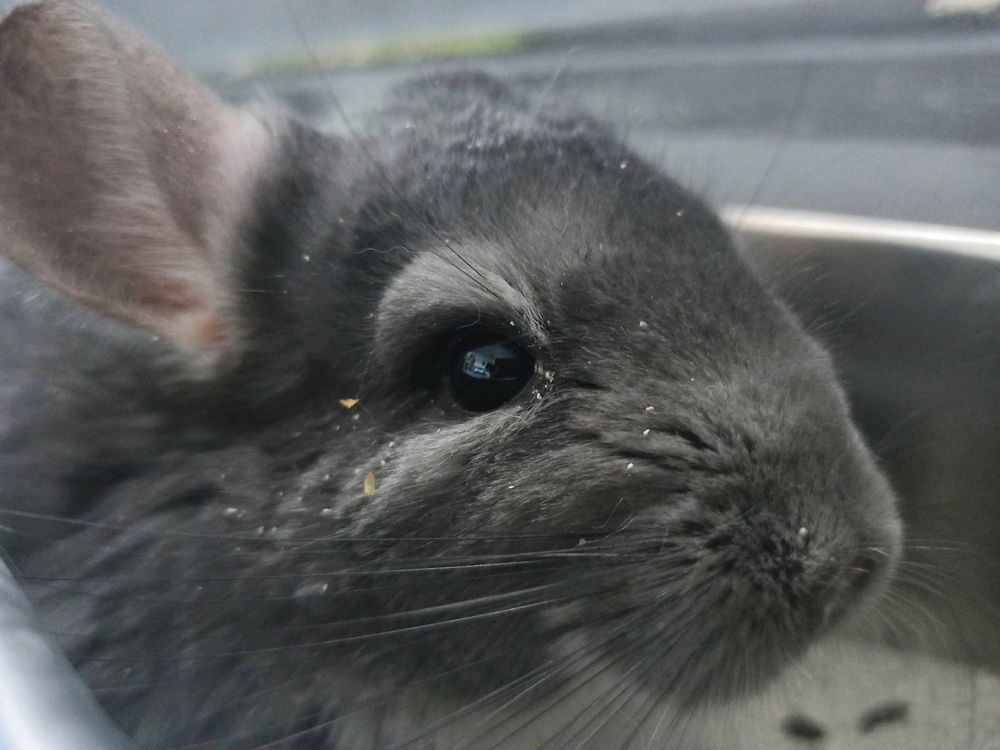 My Chinchillas