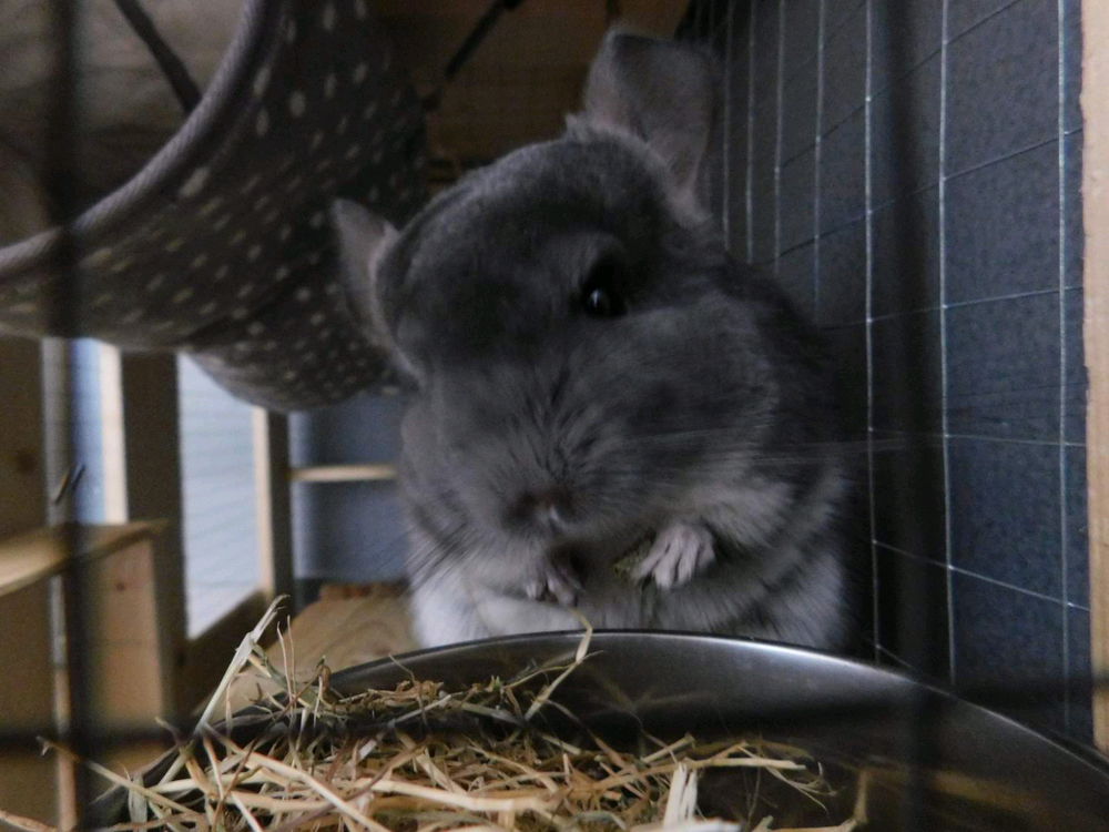 My Chinchillas