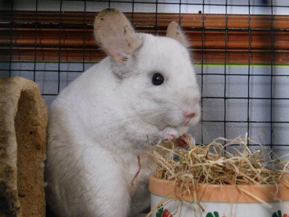 My Chinchillas