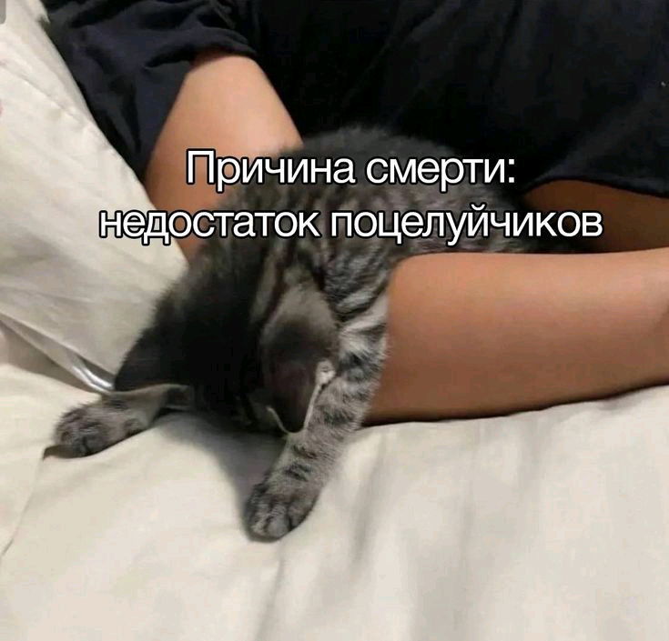 Мемы с котами самые жизненные