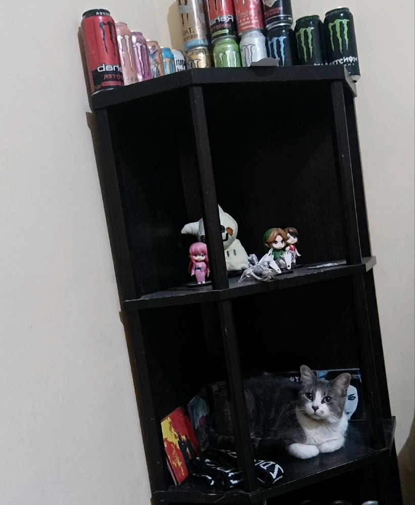 Mi gato no me obedece