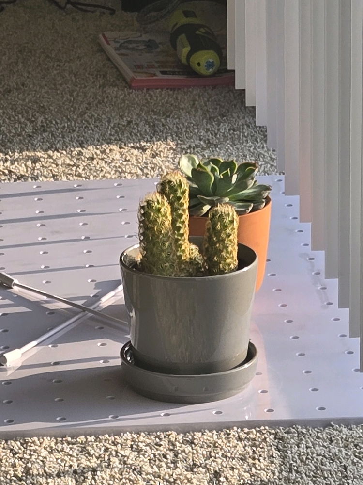 Morning sun