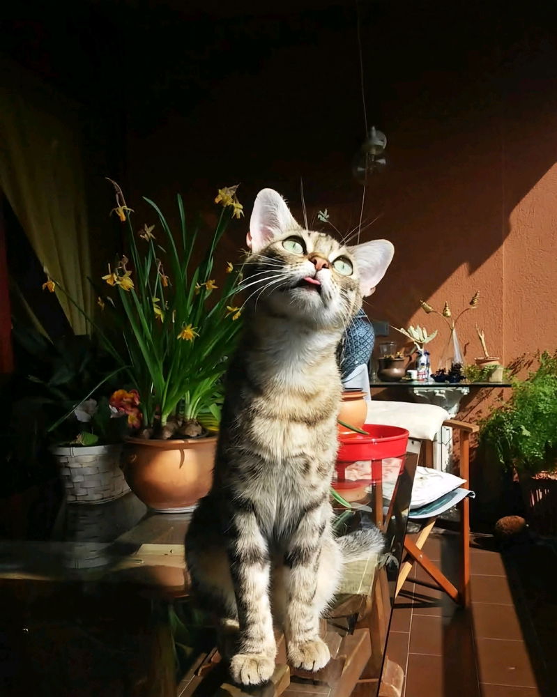 Farah d'annata