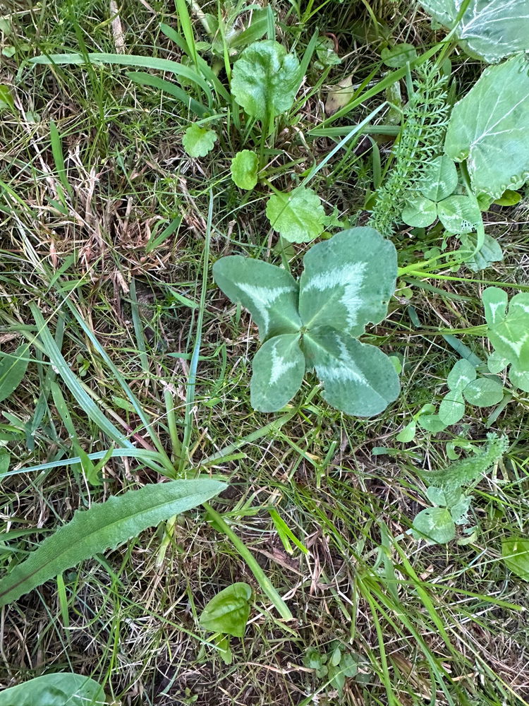 🍀Glück