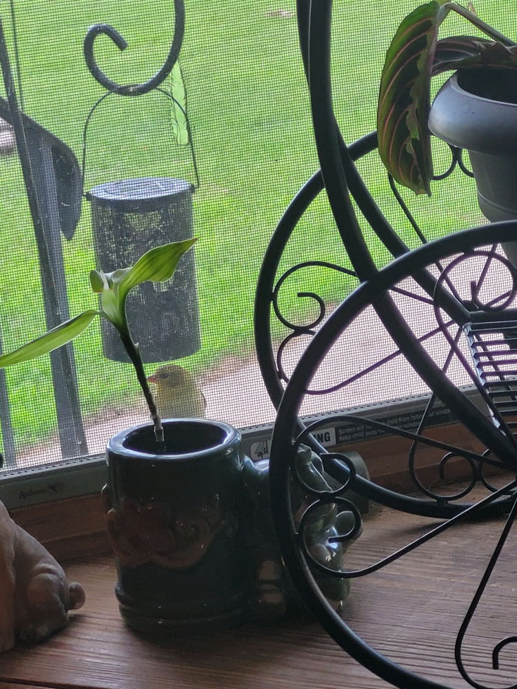 Lil Vistor