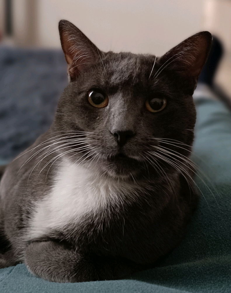 Do you like kittens?