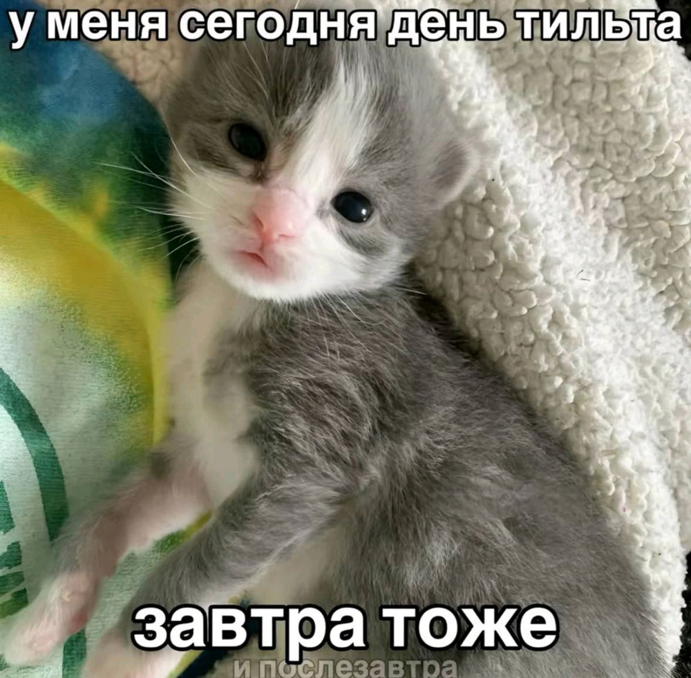 Картинки с котиками