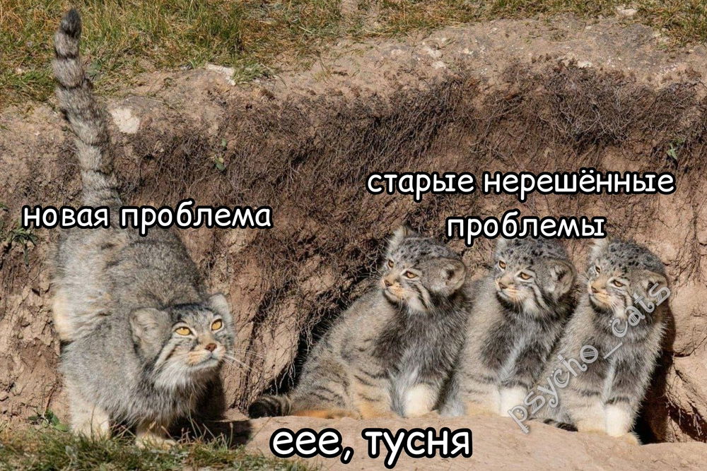 Картинки с котиками