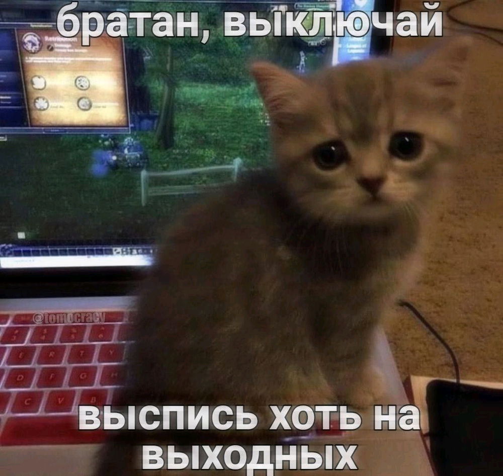 Картинки с котиками