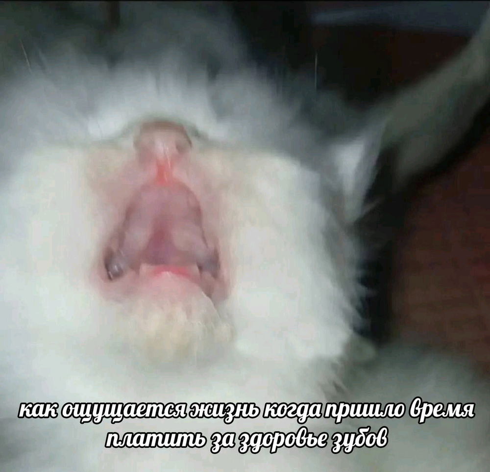 Картинки с котиками