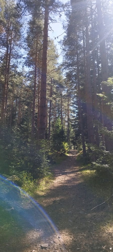 🌲