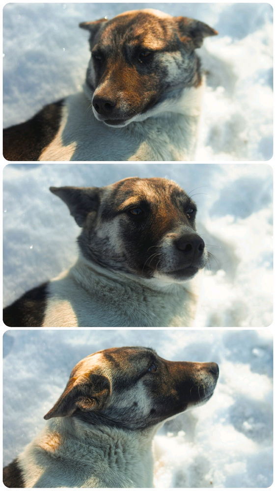 🐶🐾