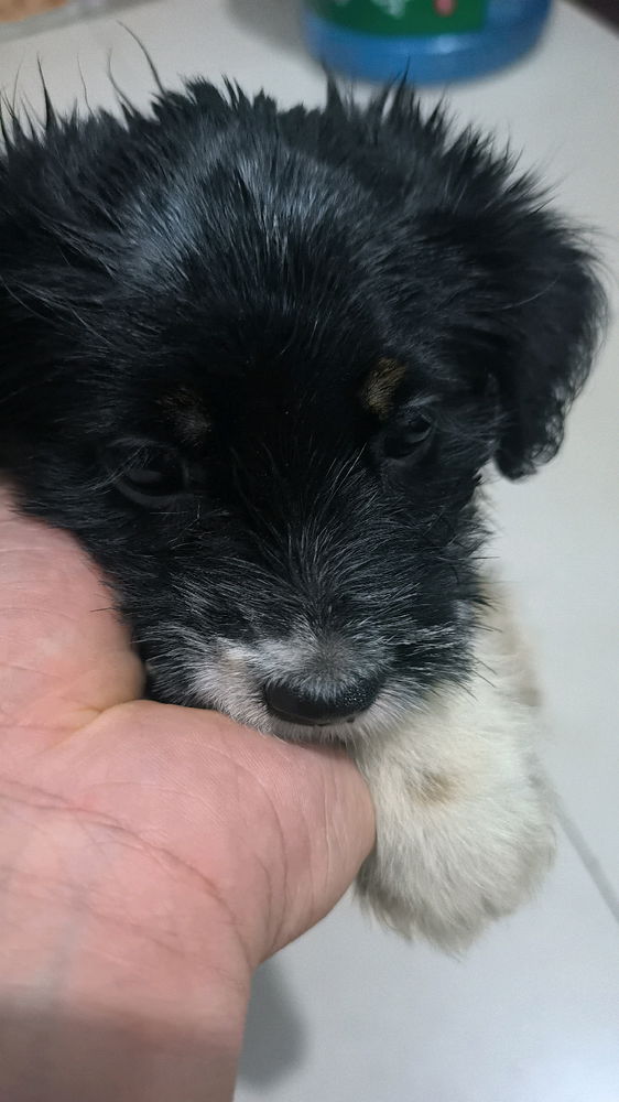 捡的狗