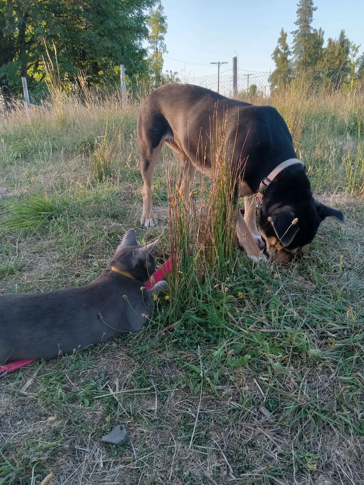 Rosie and pepper