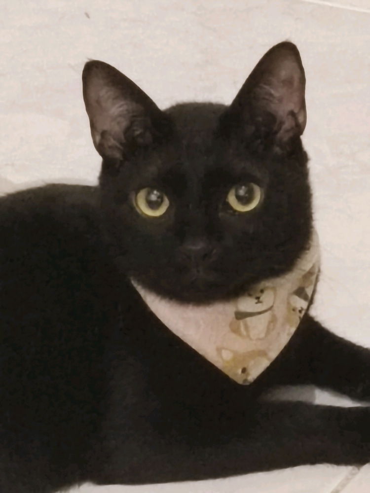 Black 🐈‍⬛👀