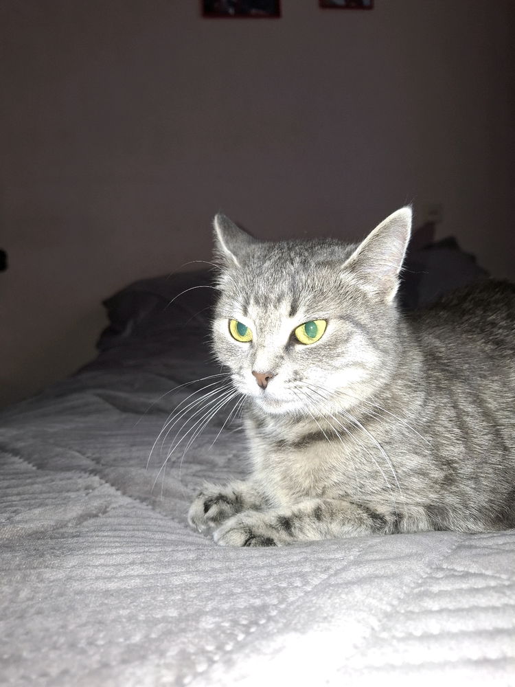 Котячі кайфи