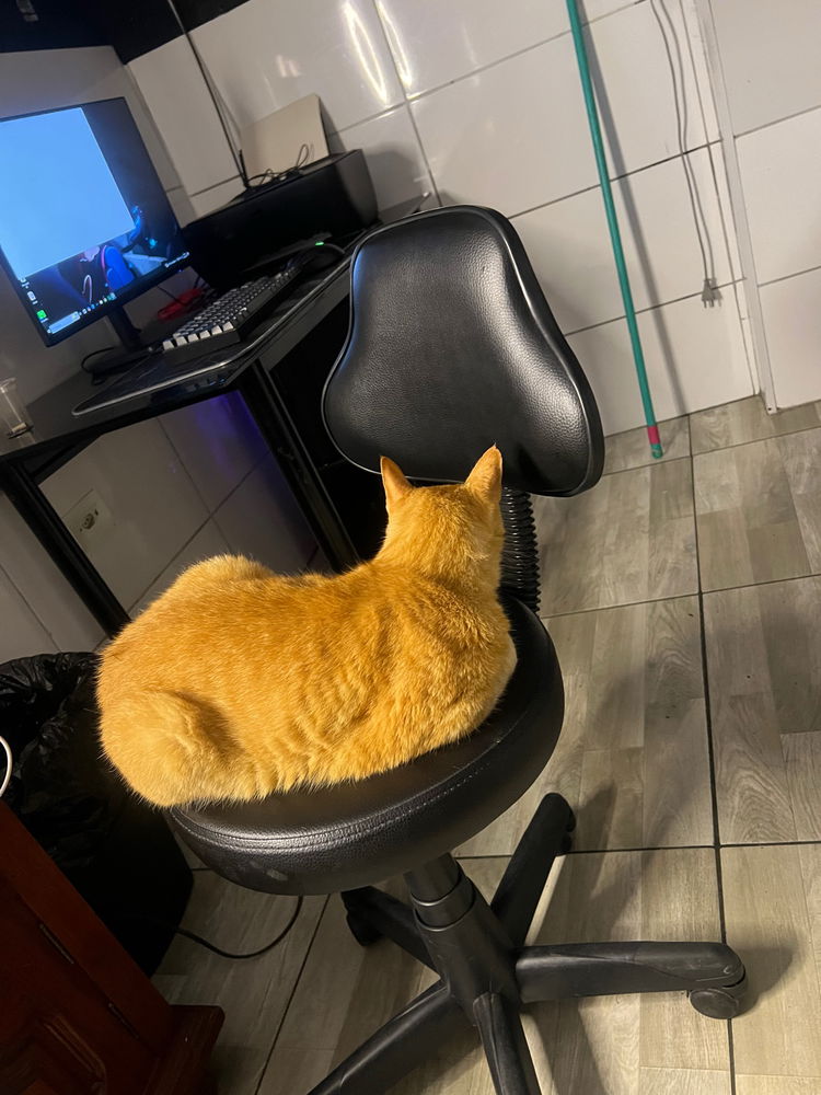 A Branquinha já está no céu dos gatos..