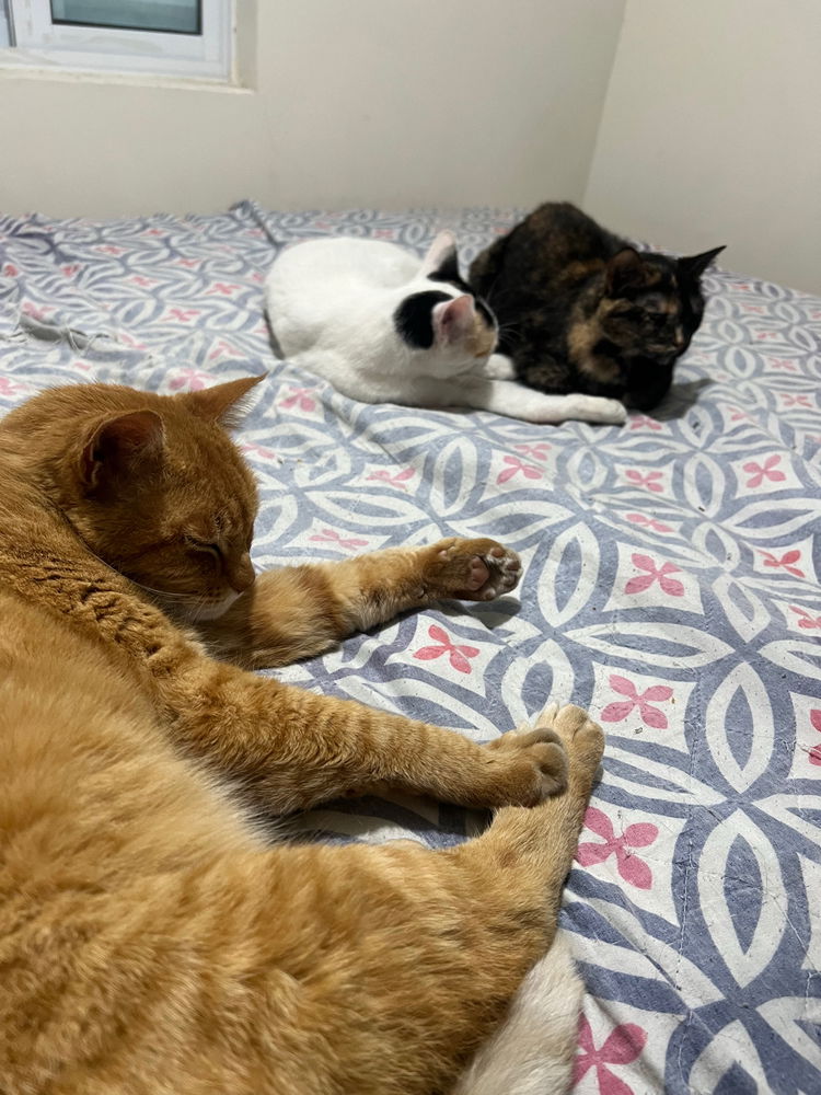 A Branquinha já está no céu dos gatos..