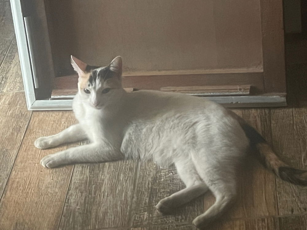 A Branquinha já está no céu dos gatos..