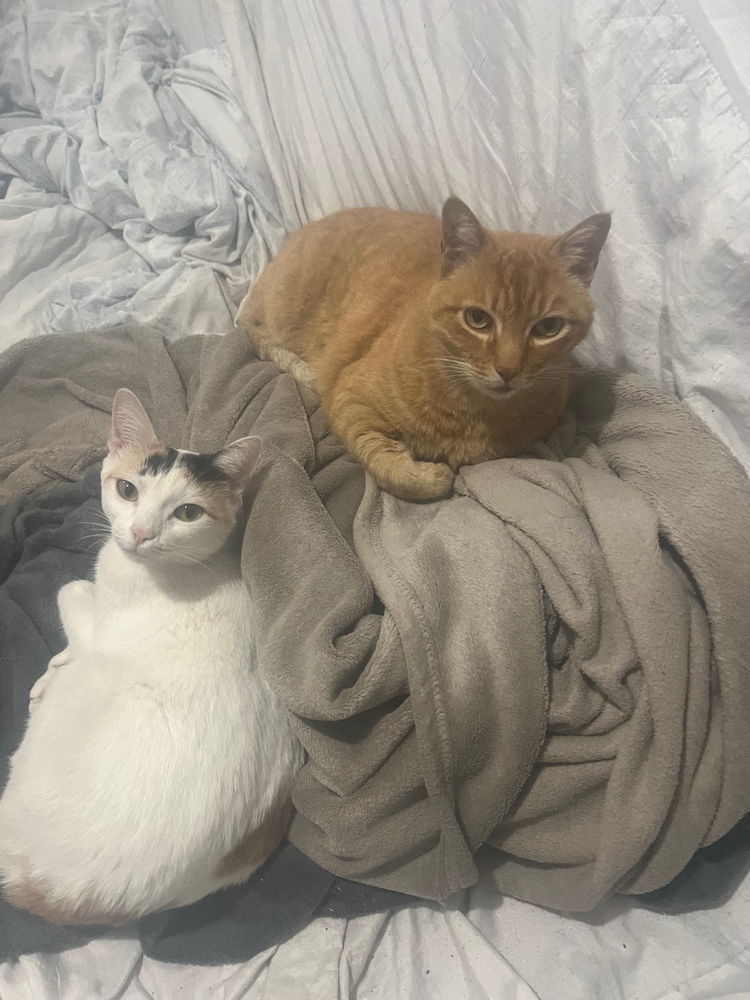A Branquinha já está no céu dos gatos..