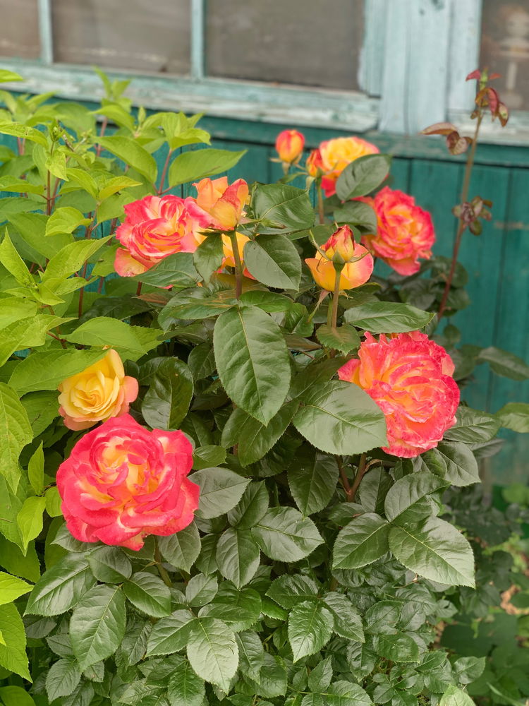 На смену пионам пришла новая красота🌹