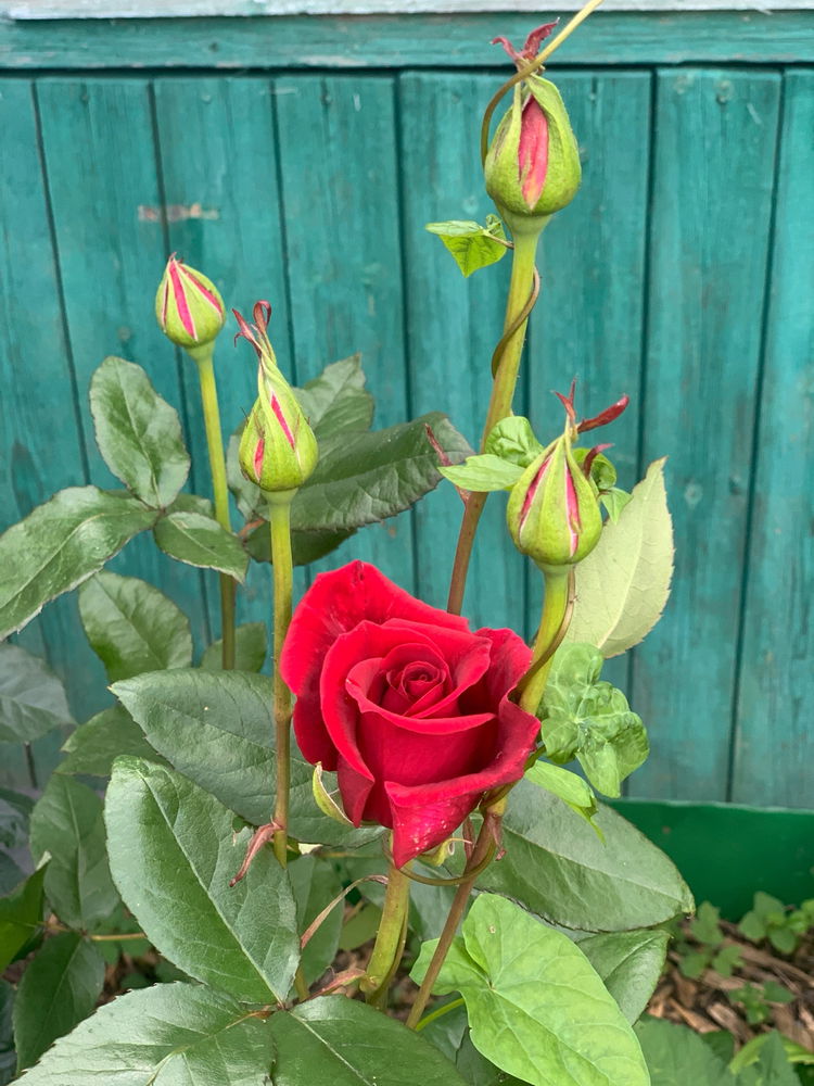 На смену пионам пришла новая красота🌹