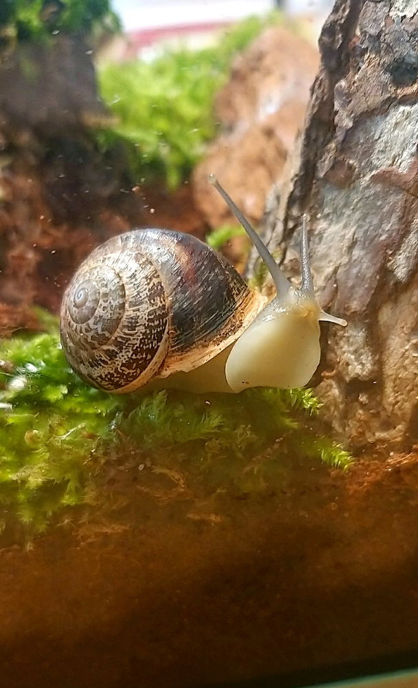 my pet snails Yarrow and Clover :3