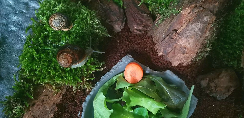 my pet snails Yarrow and Clover :3