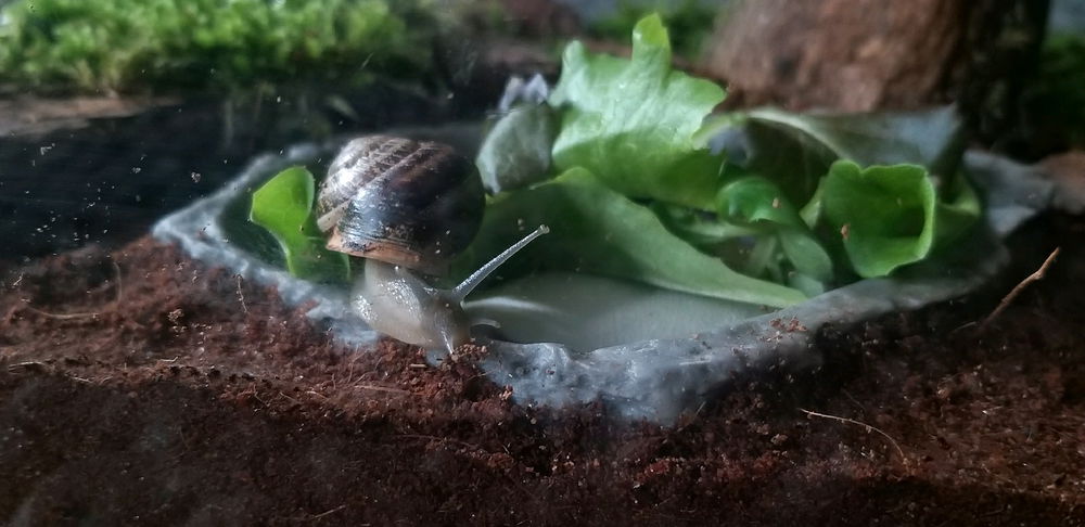 my pet snails Yarrow and Clover :3
