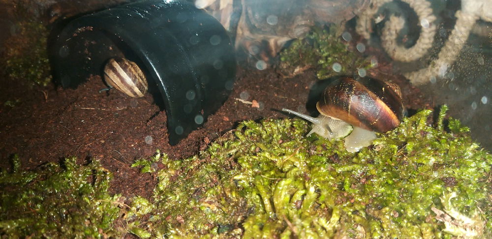 my pet snails Yarrow and Clover :3