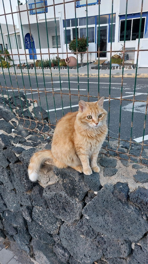 Un nuovo amico a Lanzarote 😸