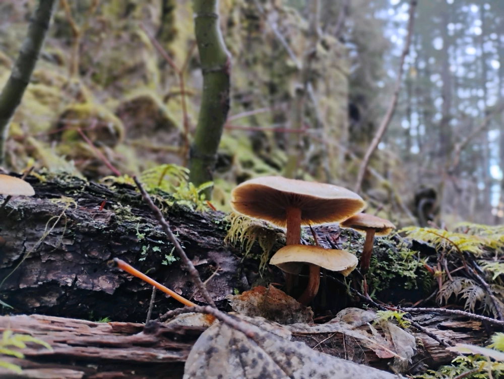 Mushroom