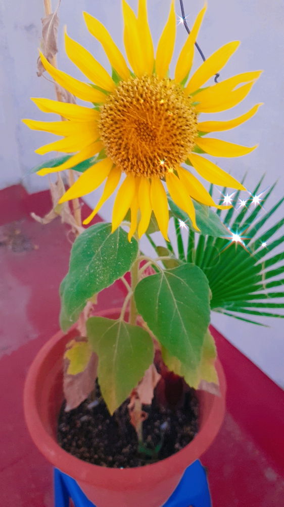 My second sunflower 🌻