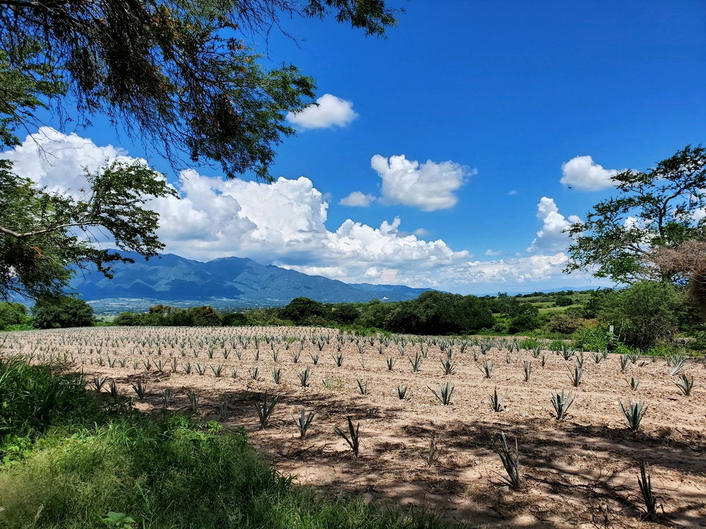Went to see my grandpa's agave plants, what a view...