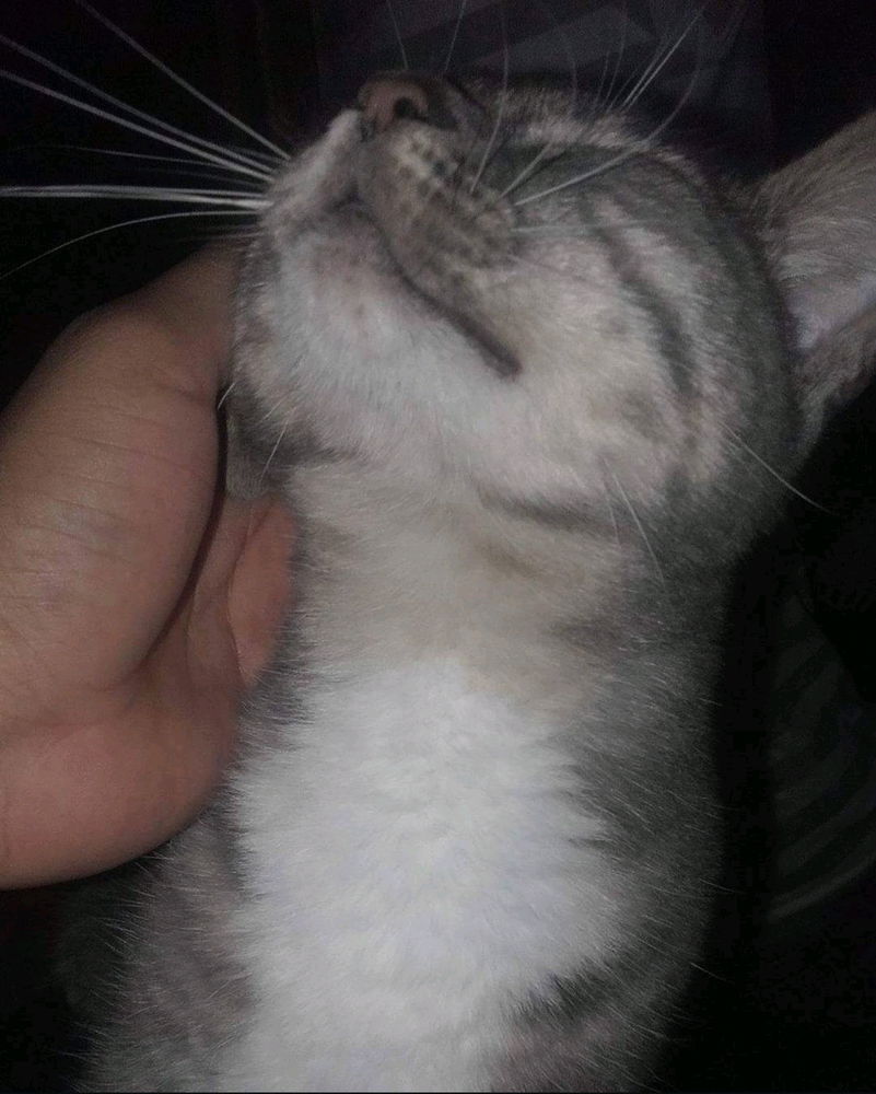 내 고양이. 🥰