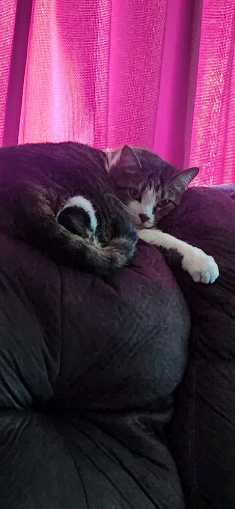 My Gato is el chunky