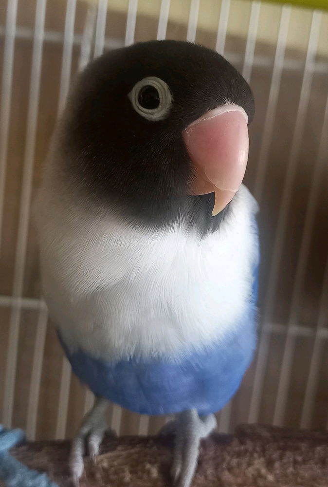 Loveborb