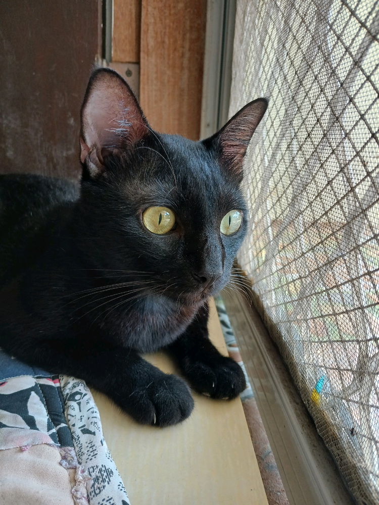 🐈‍⬛🤍🕊
